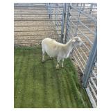 ARBY3652 WHITE RAM LAMB 47# P5