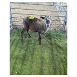 ARBY3659 TRI COLOR RAM LAMB 50# P6