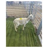 ARBY3657 WHITE RAM LAMB 35# P6