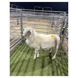 ARCF6528 WHITE RAM 62# P51