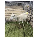 ARBN9046 WHITE EWE 71# P51