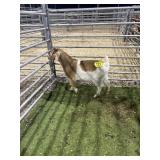 ARCF6523 BROWN WHITE DOE 28# P18