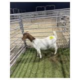 ARCF6522 TRADITIONAL DOE 48# P17