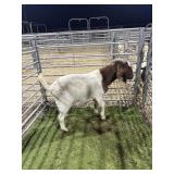 ARCF6527 TRADITIONAL BUCK 74# P18