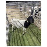 ARCH4446 BLK HEADED DOE 66# P17