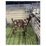 KSBH0963 DAPPLED DOE 44# P18