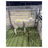 ARCF6525 WHITE EWE 56# P51