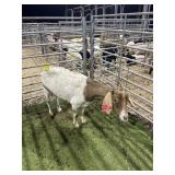 ARBP4754 BROWN WHITE DOE 66# P18