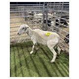 ARCB2262 WHITE EWE 67# P51