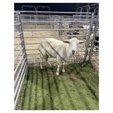 MO120240053 WHITE EWE 80# P51