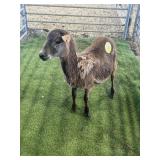 ARBY3634 BROWN RAM LAMB 55# P3
