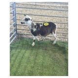 ARBY3635 BROWN WHITE RAM LAMB 38# P3