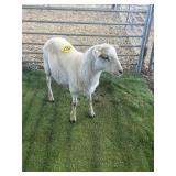 ARBY3633 WHITE RAM LAMB 60# P3