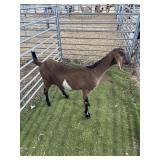 ARCF6574 RED NUBIAN WETHER 71# P53