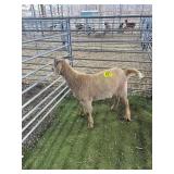 ARCF6570 TAN BOER WETHER 65# P35