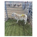 ARCF6567 WHITE TAN EWE 52# P52