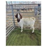 ARCF6560 TRADITIONAL BOER DOE 73# P34