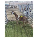 ARCF6576 TRI COLOR NUBIAN WETHER 61# P53