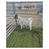 ARCF6561 TRADITIONAL BOER DOE 42# P34