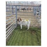 ARCF6562 TRADITIONAL BOER DOE 64# P34