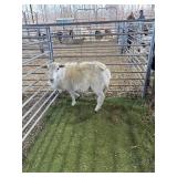 ARCF6565 WHITE RAM 100# P52