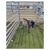 ARCF6564 TRI COLOR BUCK 37# P16