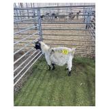 ARCF6572 BLK WHITE DOE 42# P36