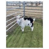 ARCF6573 TRI COLOR BUCK 11# P36