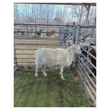 ARCF6566 WHITE RAM 78# P52