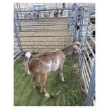 ARCF6577 RED WHITE NUBIAN DOE 66# P53