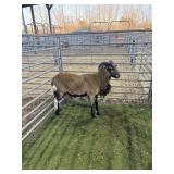 ARCF6502 BARBADO RAM 65# P13