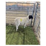 ARCF6507 BLK WHITE RAM 59# P14