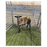 ARBY6504 BARBADO WETHER 68# P13