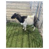 ARCF6501 BLK WHITE DOE 68# P50