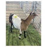 AR7S580055 TRI COLOR DOE 86# P50