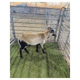 ARCF6503 BARBADO RAM 53# P13