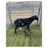 ARCF6510 BLK WHITE DORPER RAM 58# P14