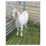 ARBY3199 WHITE BUCK 78# P50