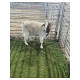 ARBY3700 RED HEADED BOER DOE 119# P50