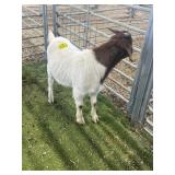 ARBY3699 RED HEADED BOER BUCK 52# P50