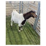 ARBY3694 RED HEADED BOER DOE 91# P50