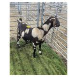 ARBY3697 RED DAPPLE DOE 110# P50