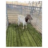 ARBY3695 RED HEADED DOE 87# P50