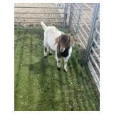 ARBY3692 BROWN WHITE DOELING 33# P50