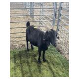 ARBY3696 BLK DOE 102# P50