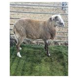 ARBY3794 BROWN RAM 73# P60