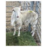 ARBY3174 WHITE RAM 60# P60