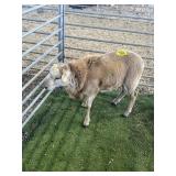 ARBY3393 BROWN RAM 70# P60