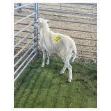 ARBY3795 WHITE RAM 49# P60