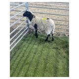 ARBY3796 WHITE BLK SPOT RAM 36# P60